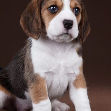 Beagle