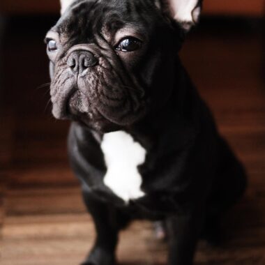 Bulldog Francés