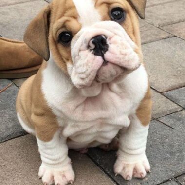 Bulldog Inglés