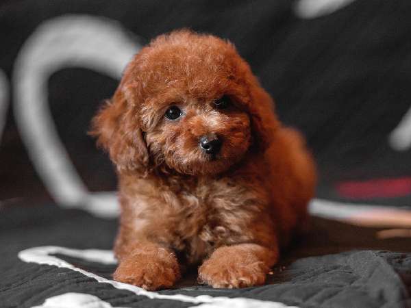 Caniche Toy - Image 2