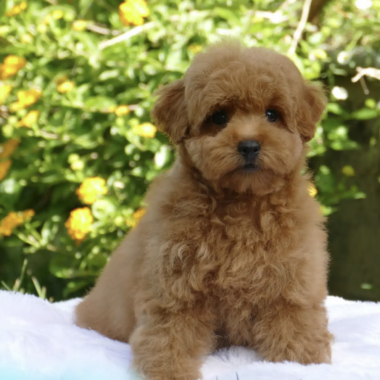 Caniche Toy