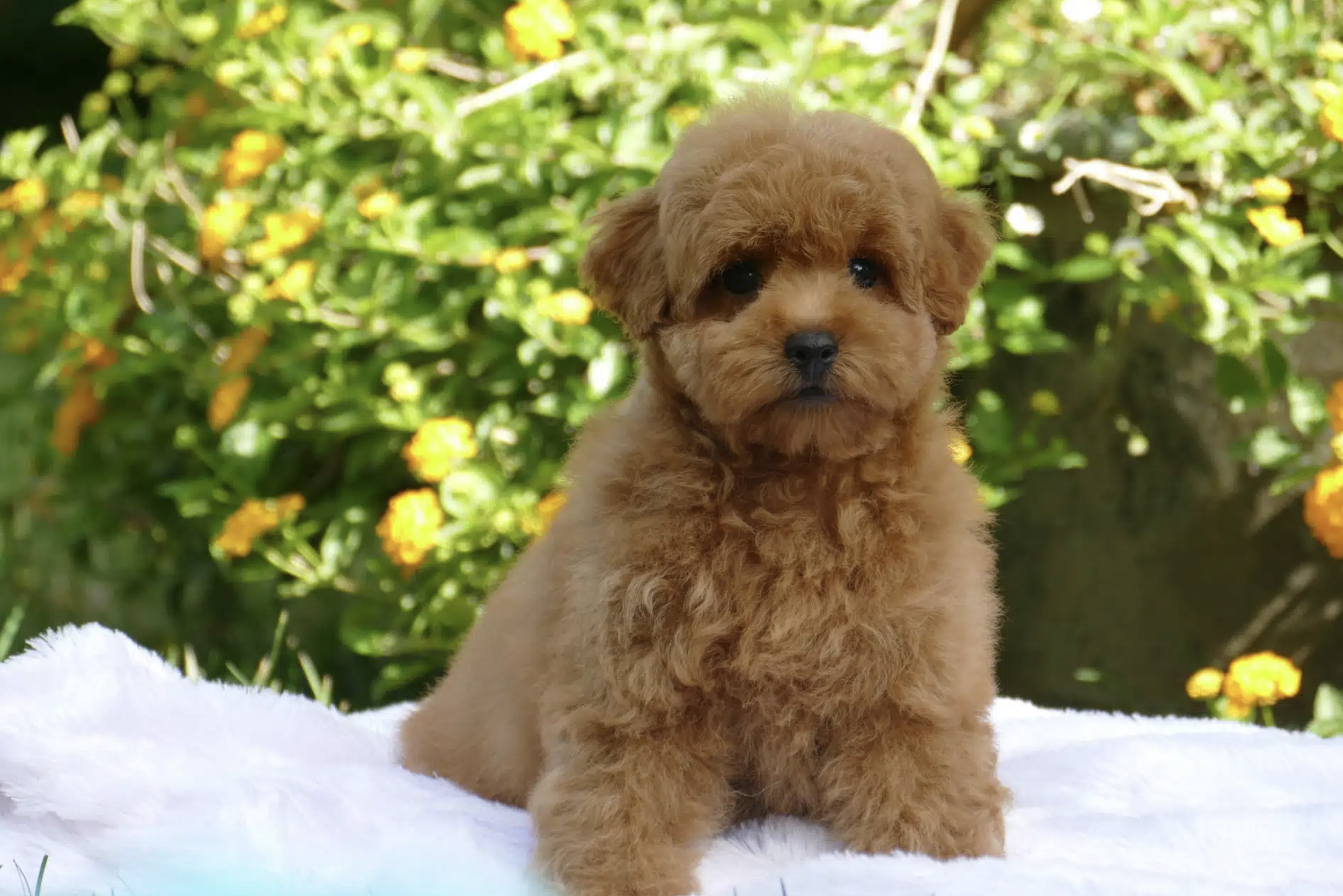 Caniche Toy