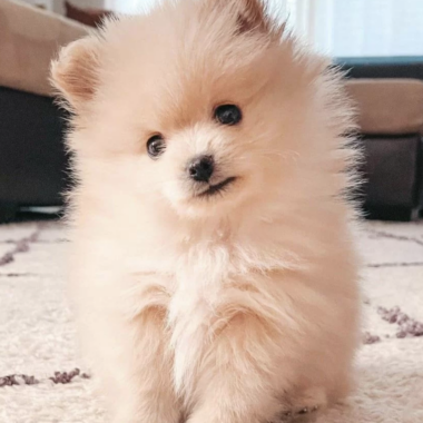 Pomerania