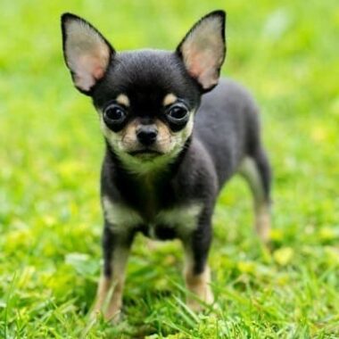 Chihuahua Pelo Corto