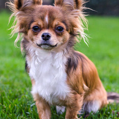 Chihuahua Pelo Largo