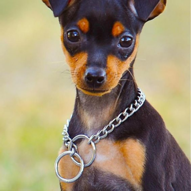 Pinscher