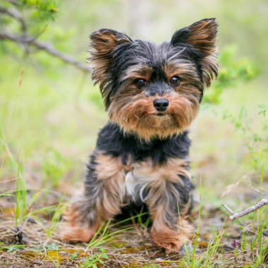 Yorkshire Terrier