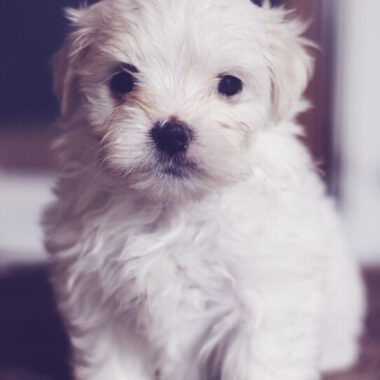 Bichón Maltés