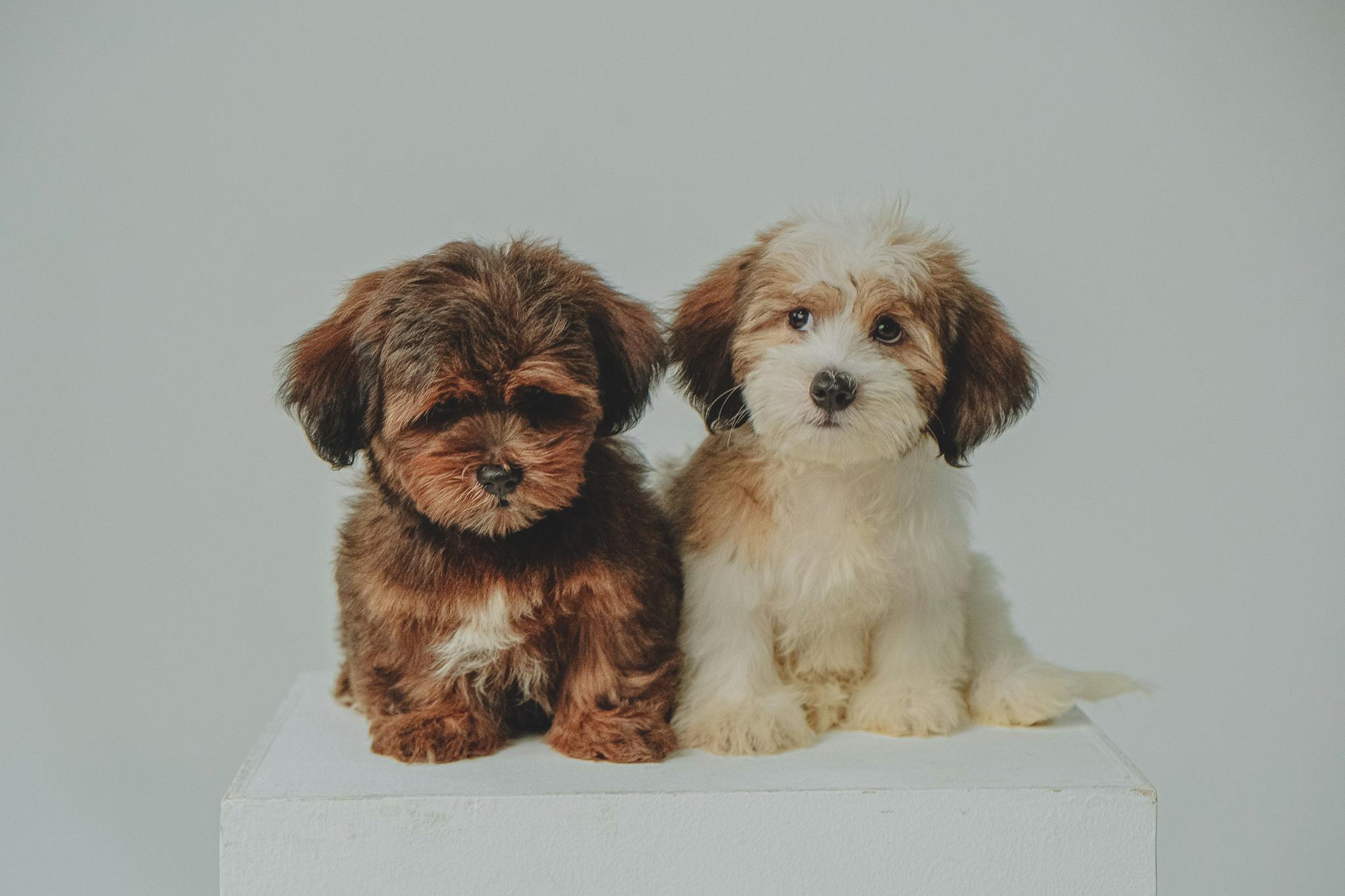 Two cute Havanese puppies sitting on a white block, showcasing their adorable fluffy fur.